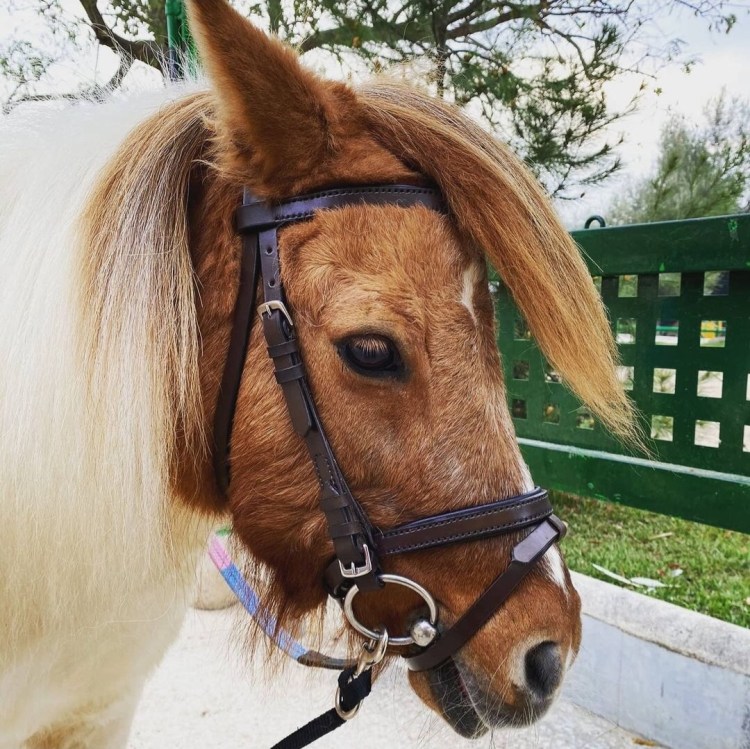 shetland dressage bridle flash caballito leather custom